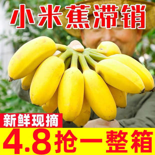 正宗广西小米蕉9斤香蕉新鲜水果整箱当季小香蕉粉蕉自然熟苹果蕉