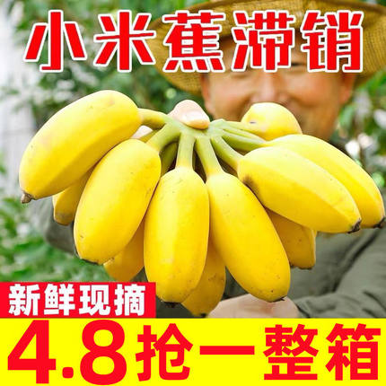 正宗广西小米蕉9斤香蕉新鲜水果整箱当季小香蕉粉蕉自然熟苹果蕉