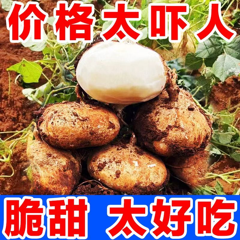 广西凉薯新鲜现挖白地瓜萝卜大果农家特产清甜水果沙葛土番薯包邮