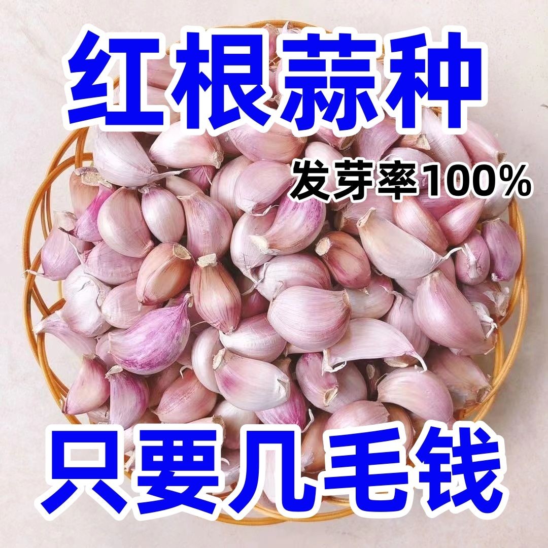 新鲜紫皮蒜瓣大蒜种子9斤红皮干蒜农家蒜苔蒜苗蒜香蒜大蒜头小蒜5