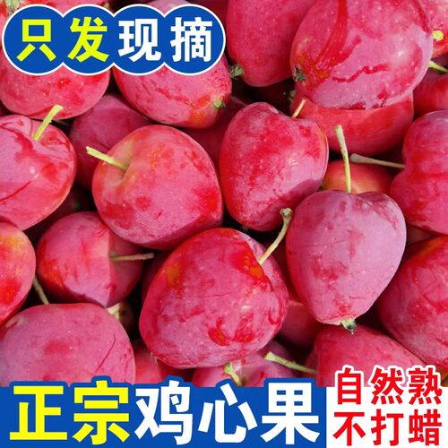 东北鸡心果沙果锦绣海棠果现摘现发孕妇水果整箱包邮小苹果5斤整