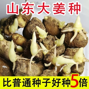 山东生姜种子姜种大姜带芽仔姜老黄姜非云南小黄姜催芽生姜5斤