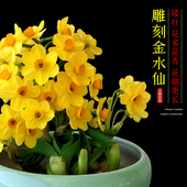 新品 金水仙 漳州水仙花种球雕刻好精选水培植物桌面盆栽限量