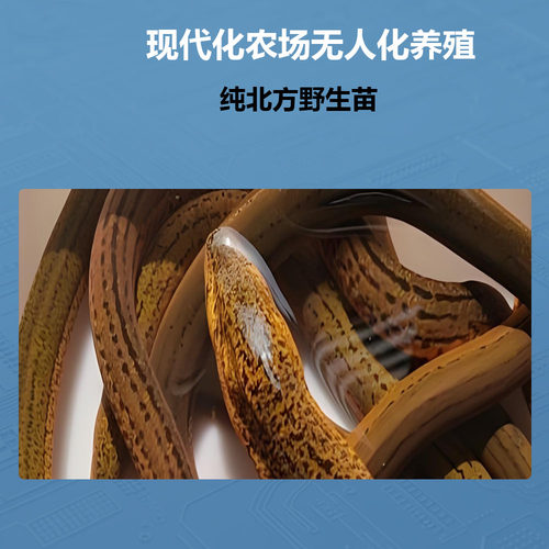 黄鳝鱼苗幼苗夏花水花3-8cm易活