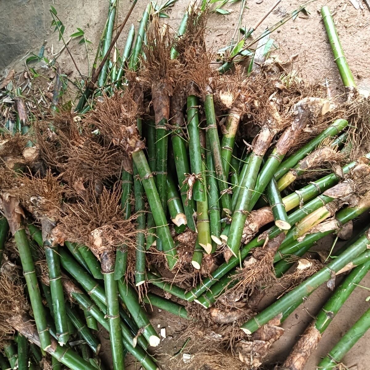麻竹苗 地栽正宗麻竹笋苗竹子苗甜笋苗食用竹笋苗庭院观赏竹