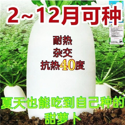【耐热白罗卜】白玉萝卜早熟抗热抗病高产大白萝卜种子耐高温蔬菜