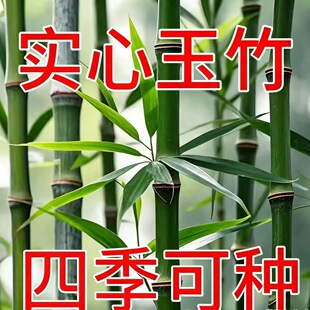 实心玉竹盆栽耐寒文玩竹子爆密竹实心竹竹苗实心玉竹苗笋甜产笋多