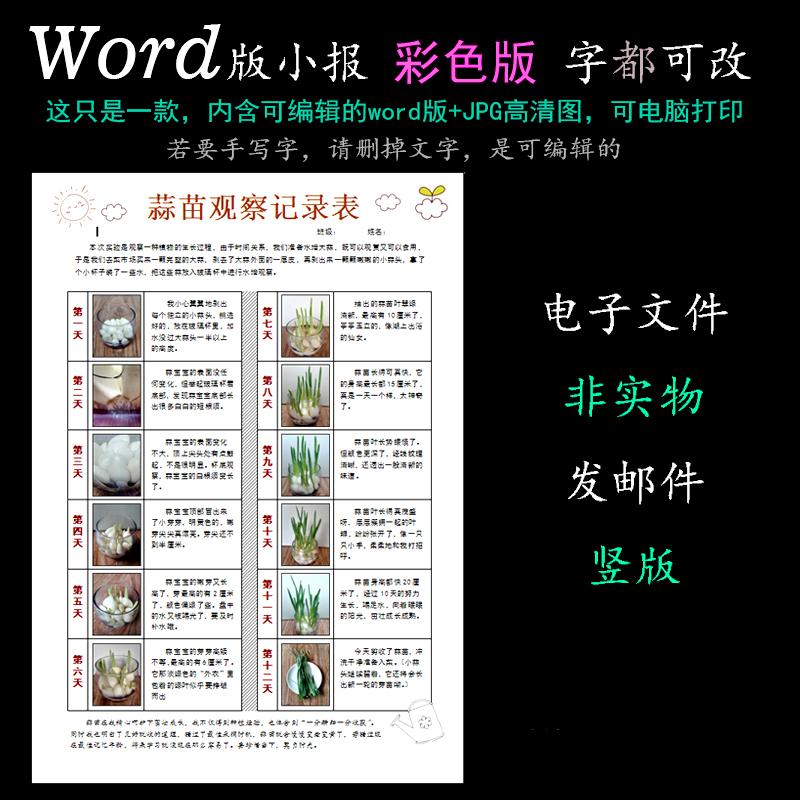 电子手抄报word版小报观察植物生长大蒜苗成长观察日记竖版