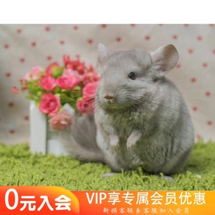 Q派龙猫自家繁殖稀有色紫咖龙猫公母弟弟妹妹