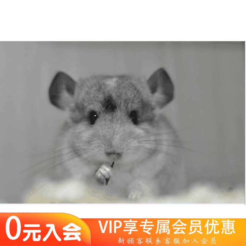 双耳钉后代圆脸银斑活体龙猫dd(售出留档)