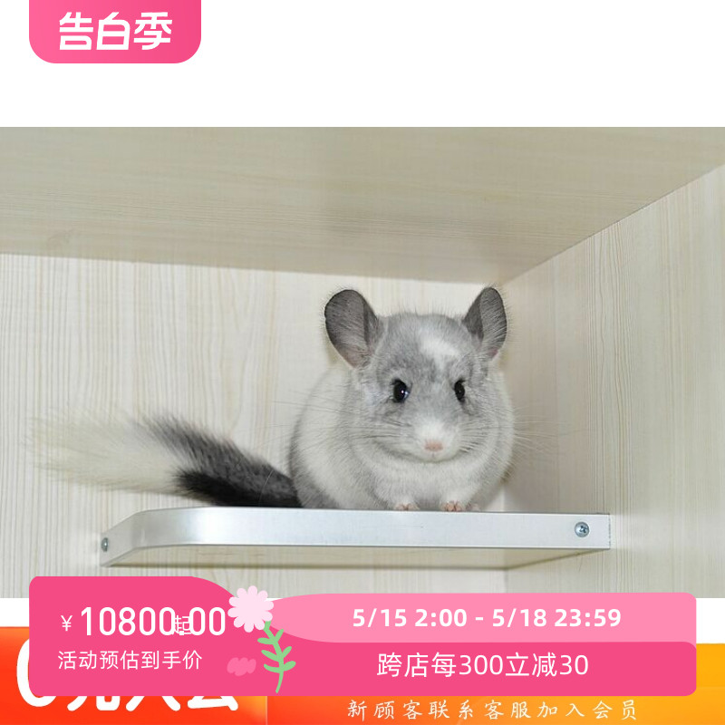 非常可爱的进口猫后代售出档龙猫