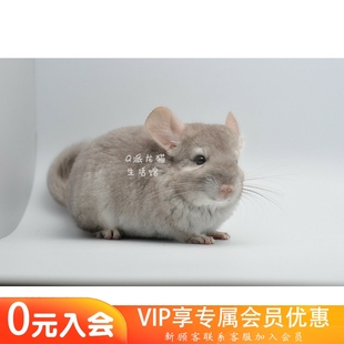 龙猫活体 米色龙猫MM 亲人可爱 Q派龙猫 包建康 售出留档