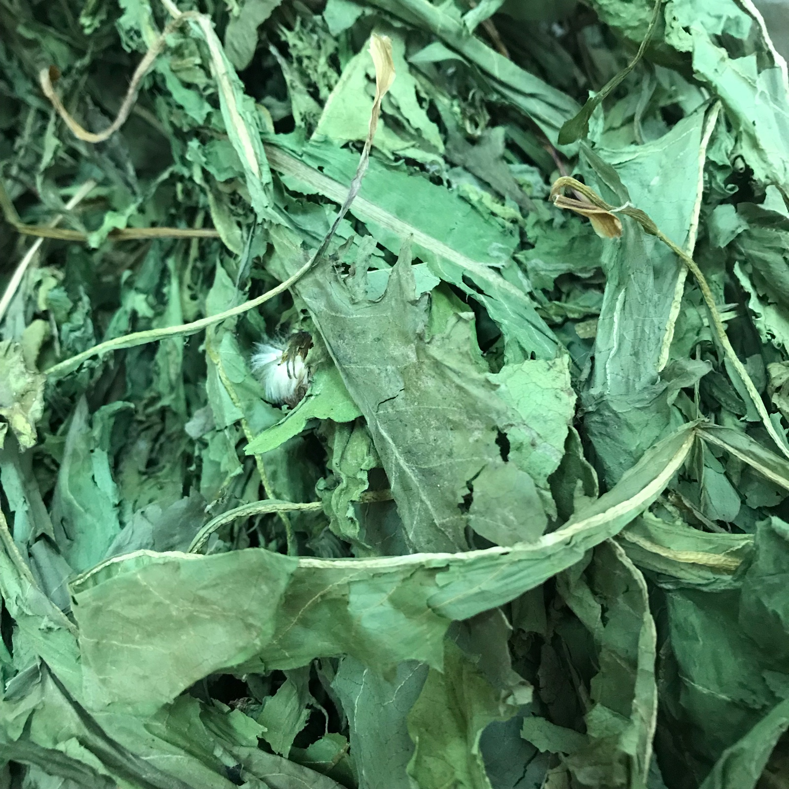 天然蒲公英干草清热降火兔子龙猫荷兰猪仓鼠促进食欲50g
