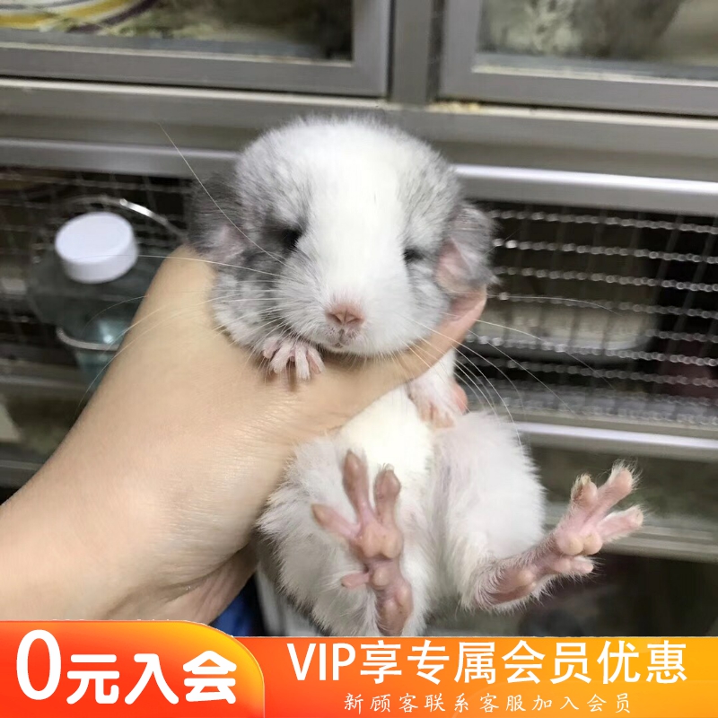 美种熊猫眼银斑DD预定