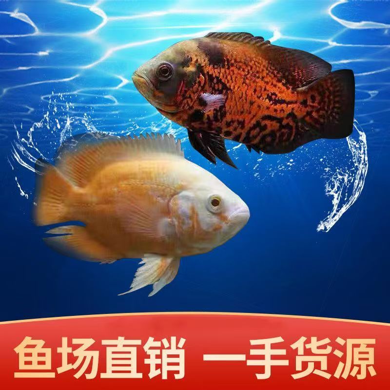 中大型热带地图鱼白地图黑地图淡水鱼活体猪仔鱼活体中下层鱼地图图片