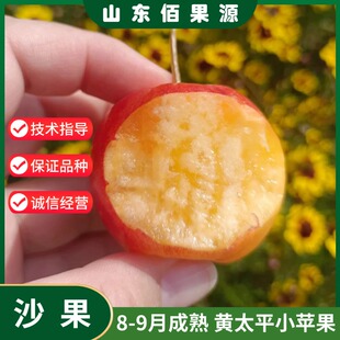 耐寒东北秋红沙果酸甜海棠果苹果树苗矮化盆栽庭院黄太平小苹果苗