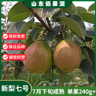 阳信媚梨树苗嫁接新梨七号梨树苗红香酥香梨苗南北方种植当年结果