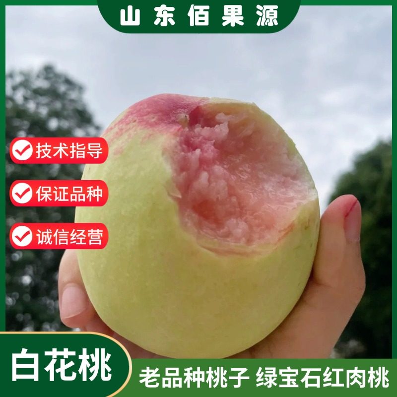 白花桃树苗嫁接绿宝石红肉血桃百花桃苗老品种桃子果苗当年结果树,鲜花速递/花卉仿真/绿植园艺,果树,淘宝优惠券,粉丝福利购,淘宝优惠卷