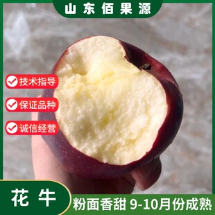 天水花牛苹果树苗嫁接全红蛇果苗南北方种植庭院盆栽地栽当年结果