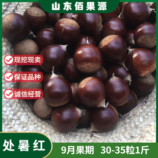 板栗树苗嫁接建瓯锥栗苗处暑红锥栗树苗迷你小油栗子苗南北方种植