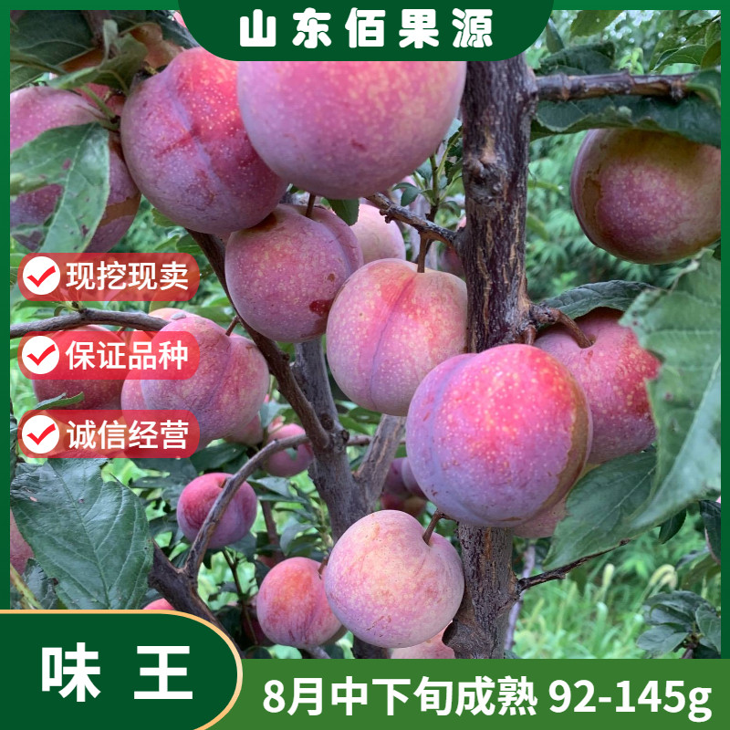 晚熟红心李子树苗嫁接味王李子树苗盆栽南方北方庭院地栽当年结果