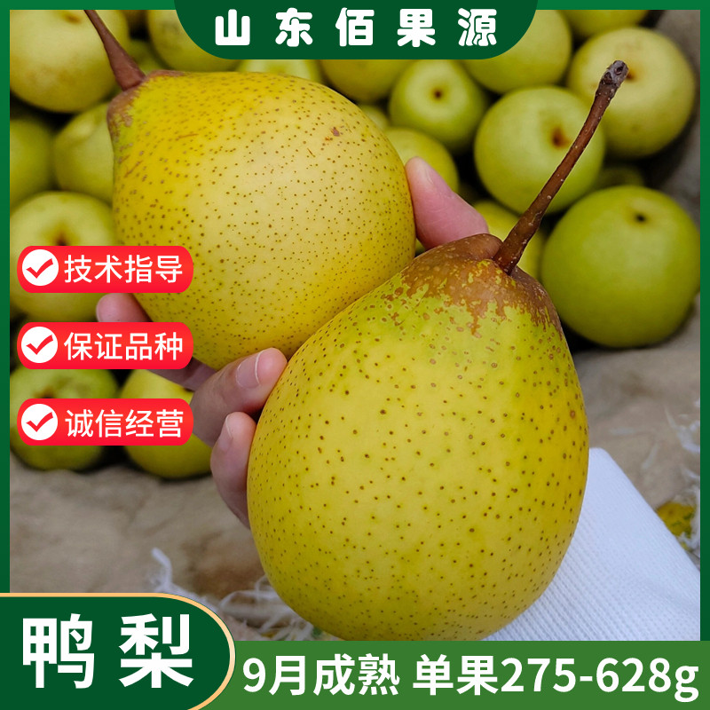 正宗大鸭梨树苗当年结果秋子梨苗鸭状梨苗鸭嘴梨苗嫁接特大鸭梨苗