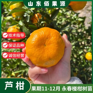 永春芦柑树苗南方北方庭院地栽柑橘苗盆栽嫁接桔子树果苗当年结果