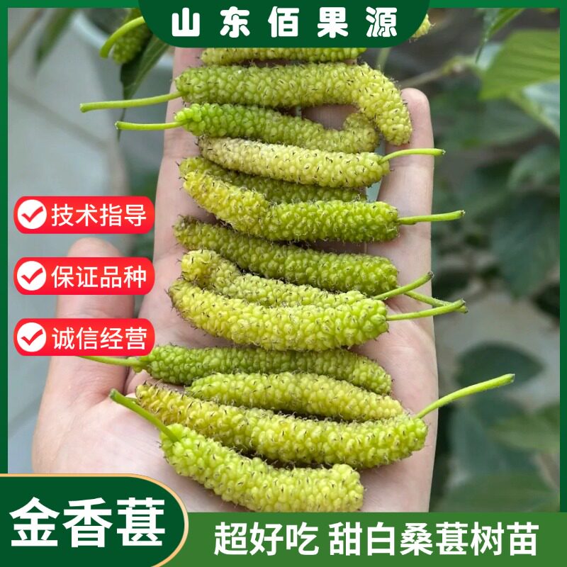 香金蜜白色长果桑香金葚桑葚树苗盆栽地栽耐寒甜桑葚苗南北方种植