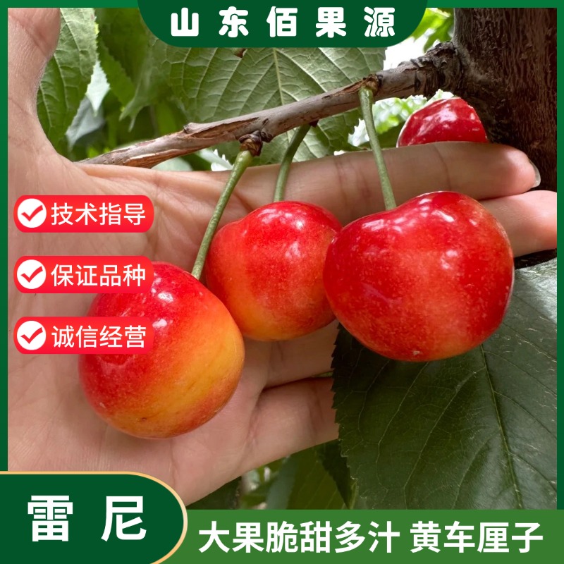 黄金车厘子树苗嫁接雷尼大樱桃树苗耐寒盆栽地栽南方北方四季种植