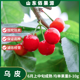 嫁接乌皮樱桃树苗早熟南方种植黑珍珠小樱桃苗盆栽地栽当年结果苗