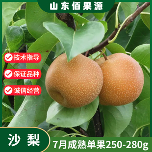 老品种沙梨树苗嫁接庭院盆栽黄花梨果树苗地栽南北方果苗当年结果