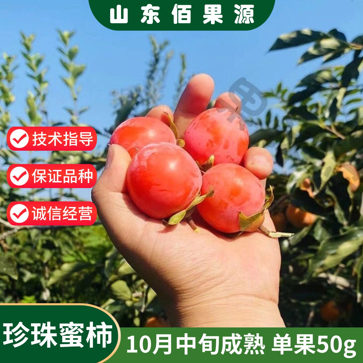 珍珠蜜柿树苗10月成熟单果50g