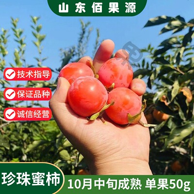 珍珠蜜柿树苗10月成熟单果50g