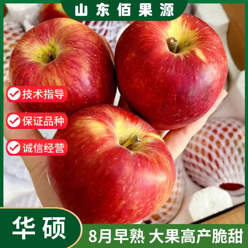 嫁接华硕苹果树苗南方北方种植特早熟苹果苗地栽庭院盆栽当年结果