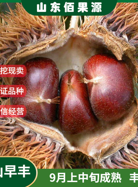 迁西板栗树苗嫁接大果燕山早丰3113板栗苗地栽南北方种植栗子树苗