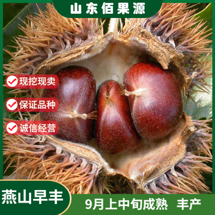 迁西板栗树苗嫁接大果燕山早丰3113板栗苗地栽南北方种植栗子树苗