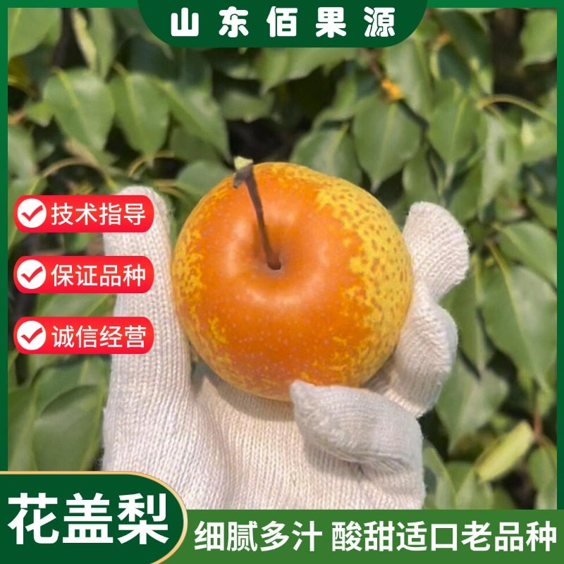 东北耐寒冻梨花盖梨树苗酸甜黑梨秋子梨树果苗南北方种植当年结果