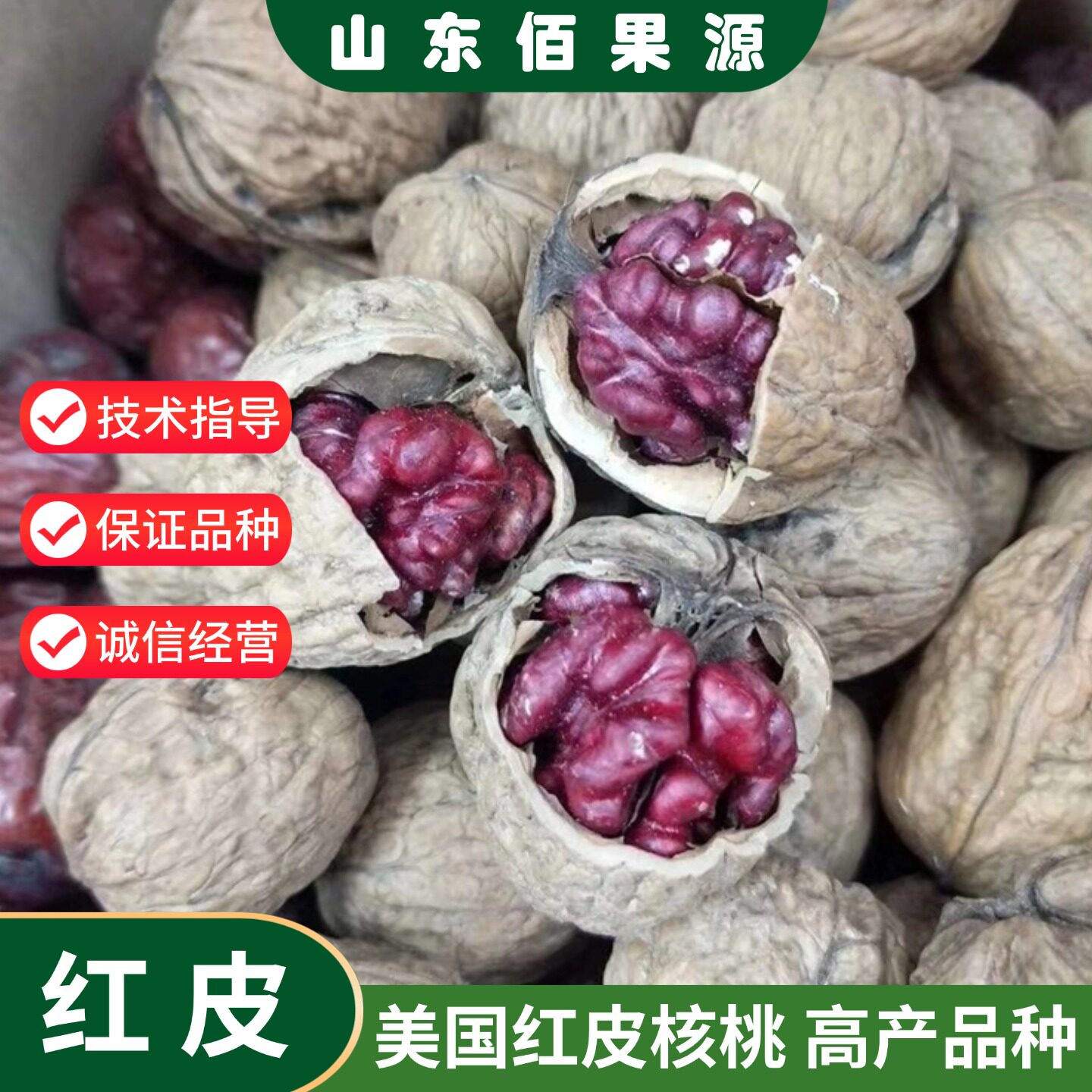 美国红皮核桃树苗食用薄壳纸皮核桃苗嫁接南北方种植地栽当年结果