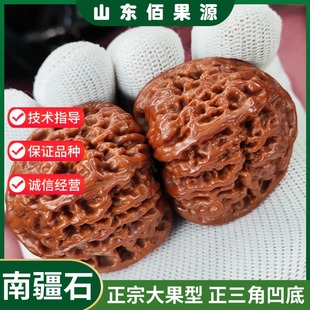 涿鹿南疆石文玩核桃树苗正三角凹底麻核桃苗盆栽地栽南方北方种植