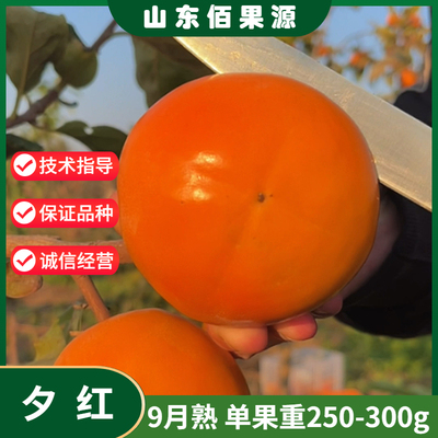 夕红甜柿子苗9月熟单果250-300g