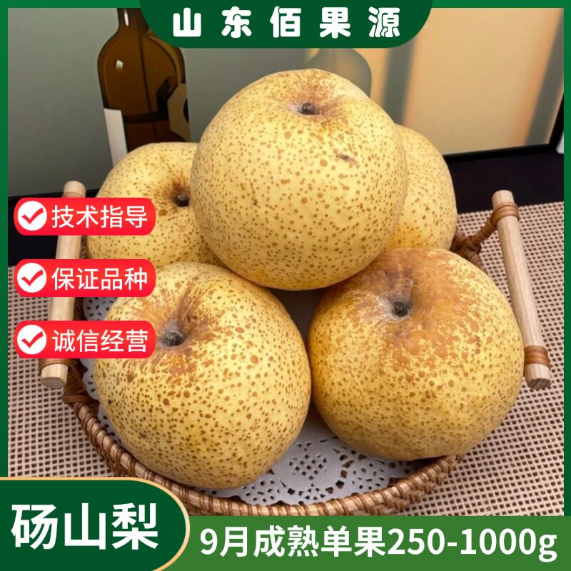 砀山贡梨果苗树苗特大果脆甜嫁接酥梨苗地栽南北方种植当年结果树