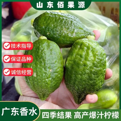 广东苦瓜皮无籽香水柠檬树苗阳台盆栽地栽皱皮柠檬苗南方北方种植