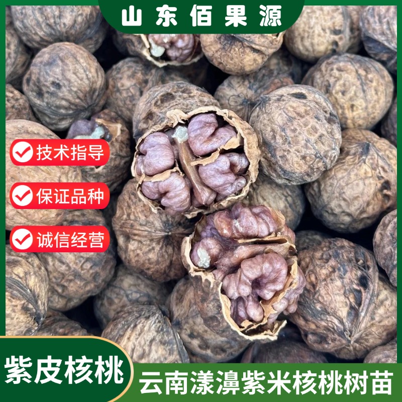 云南漾濞紫米核桃树苗嫁接紫皮胡桃树果苗紫衣核桃苗南方北方种植