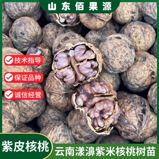 云南漾濞紫米核桃树苗嫁接紫皮胡桃树果苗紫衣核桃苗南方北方种植