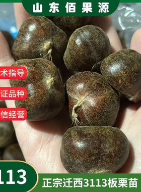 迁西3113板栗苗嫁接燕山早丰板栗树果苗早熟甜栗子树盆栽庭院地栽