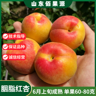 胭脂红杏树苗嫁接杏子树苗地栽庭院果树苗金太阳油杏树苗阳台盆栽