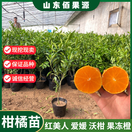 象山红美人柑桔苗果冻橙橘子树苗阳台室内盆栽四季常绿当年结果苗