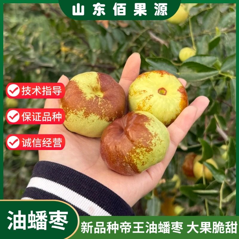 新品种特大帝王油蟠枣树苗嫁接脆甜冬枣苗树活苗南方北方庭院种植,鲜花速递/花卉仿真/绿植园艺,果树,淘宝优惠券,粉丝福利购,淘宝优惠卷