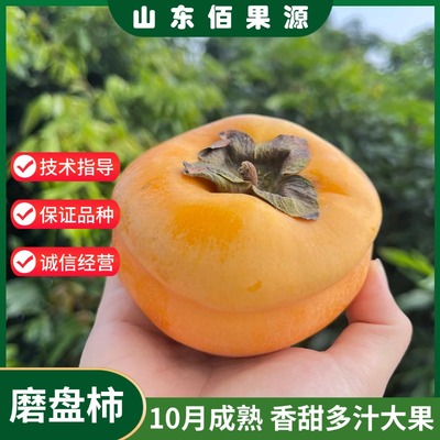 磨盘柿子树苗南北方种植嫁接特大果脆甜柿子苗庭院地栽当年结果苗