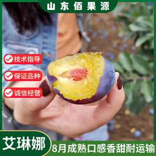 珍惜果树新疆艾琳娜西梅树树苗稀有西梅苗果苗特大庭院南北方种植